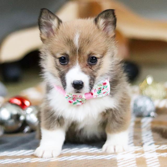 Millie - Pembroke Welsh Corgi