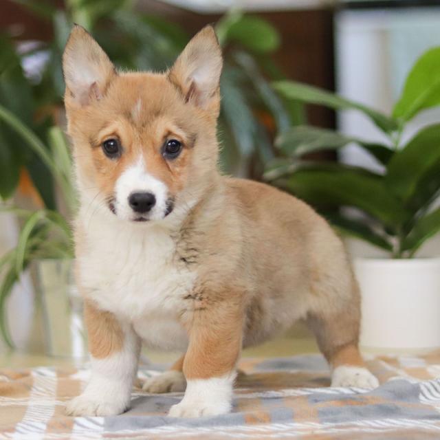 Milly - Pembroke Welsh Corgi