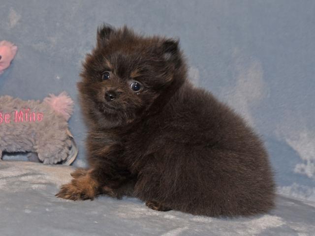 Chelsea - Pomeranian