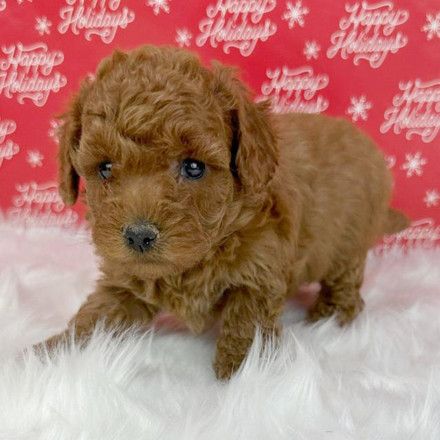 Hyacinth - Cavapoo