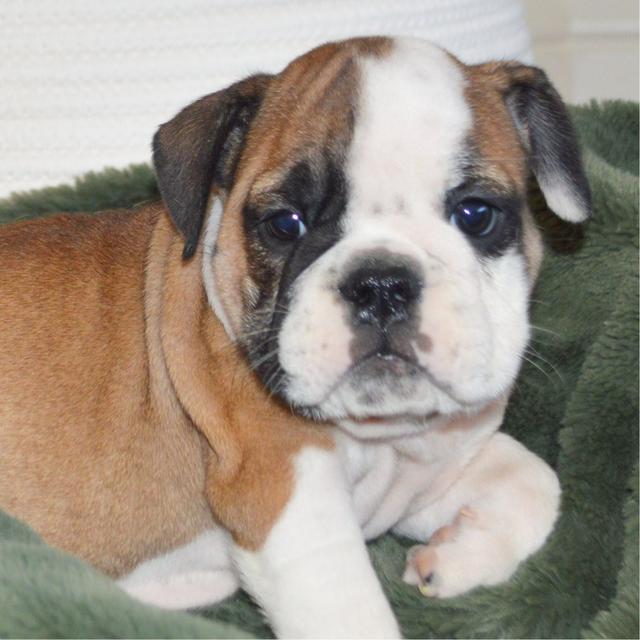 Ruby - Bulldog