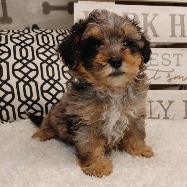 Maverick - Yorkiepoo