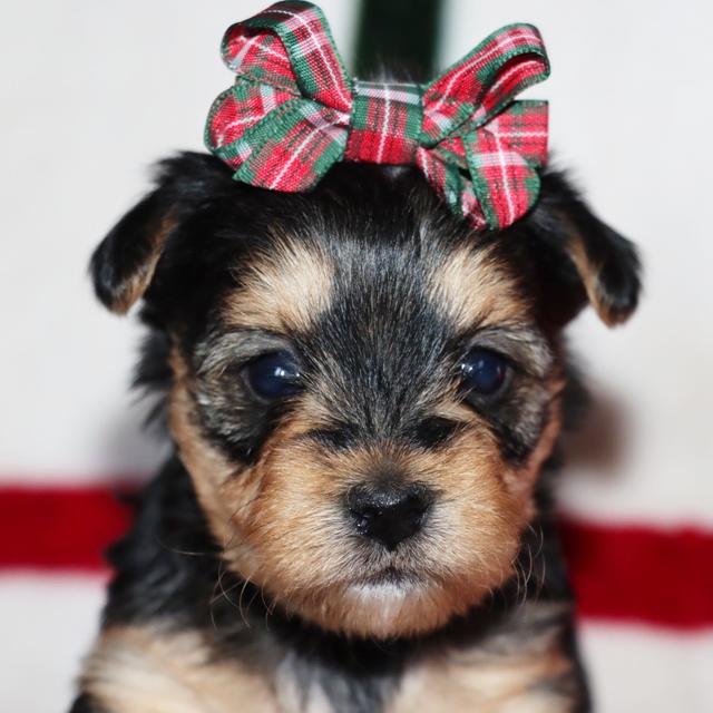 Flora - Yorkiepoo