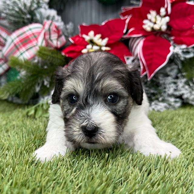 Odin - Coton de Tulear