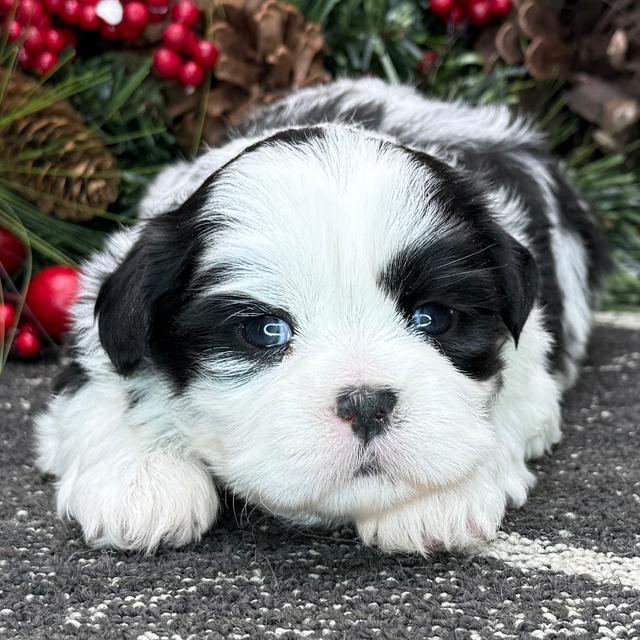 Karlo - Shih Tzu