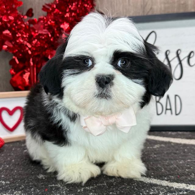 Karlo - Shih Tzu