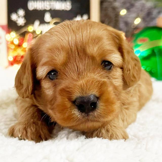 Pierre - Cavapoo