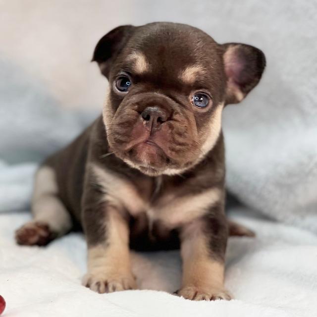 Java - French Bulldog