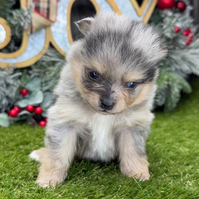 Tiger - Pomeranian