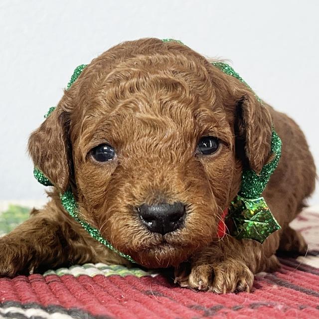 Felipe - Goldendoodle