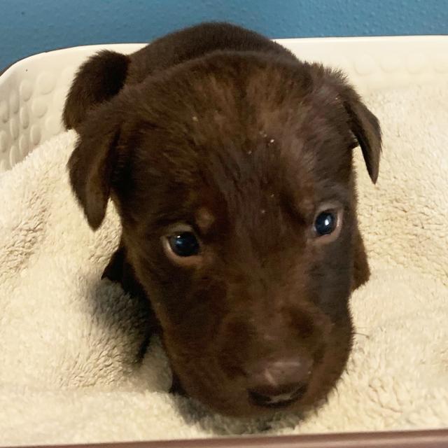 Nugget - Labrador Retriever