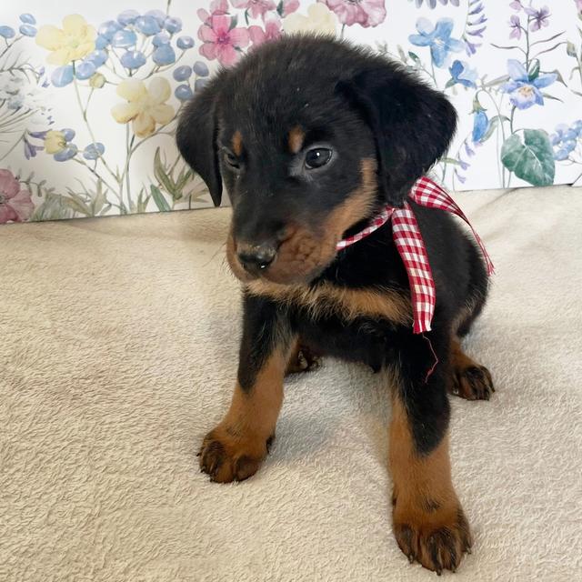 Victor - Beauceron