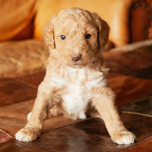 Nala - Goldendoodle