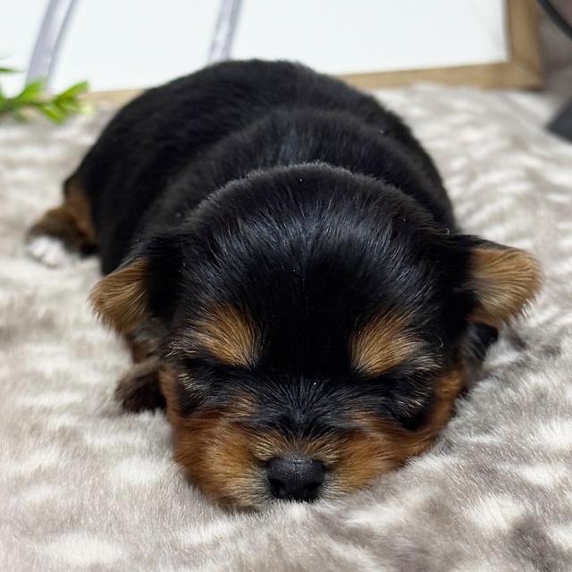 Coco - Yorkshire Terrier