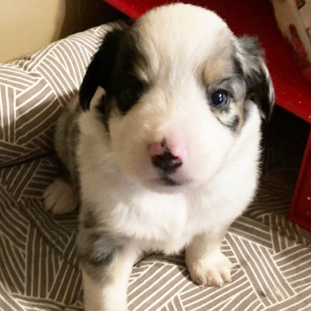 Ashton - Miniature American Shepherd