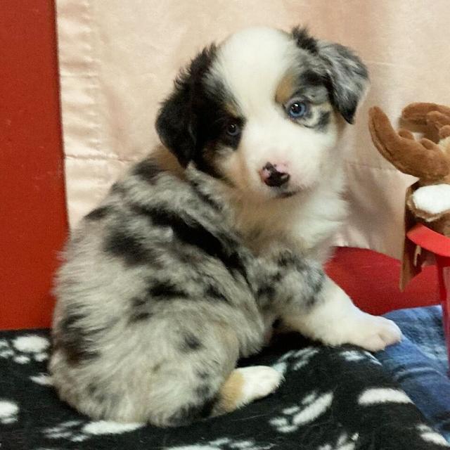 Ashton - Miniature American Shepherd