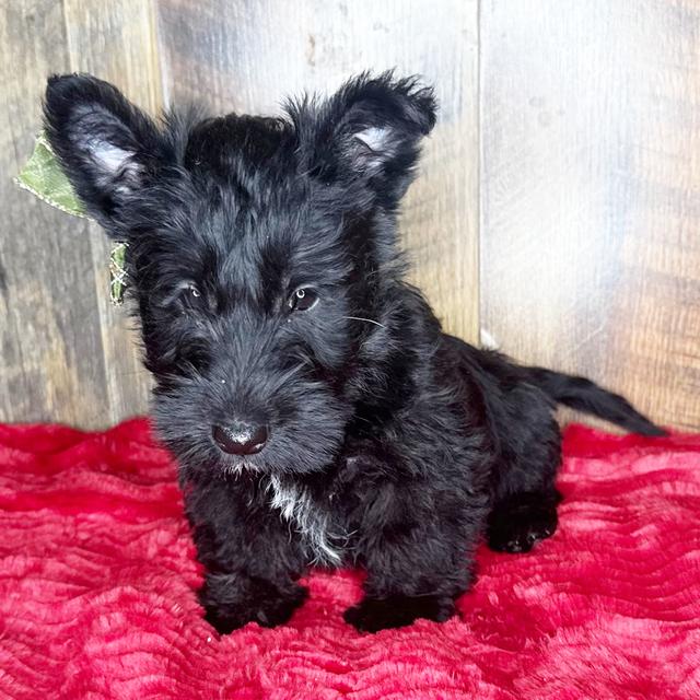 Alba - Scottish Terrier