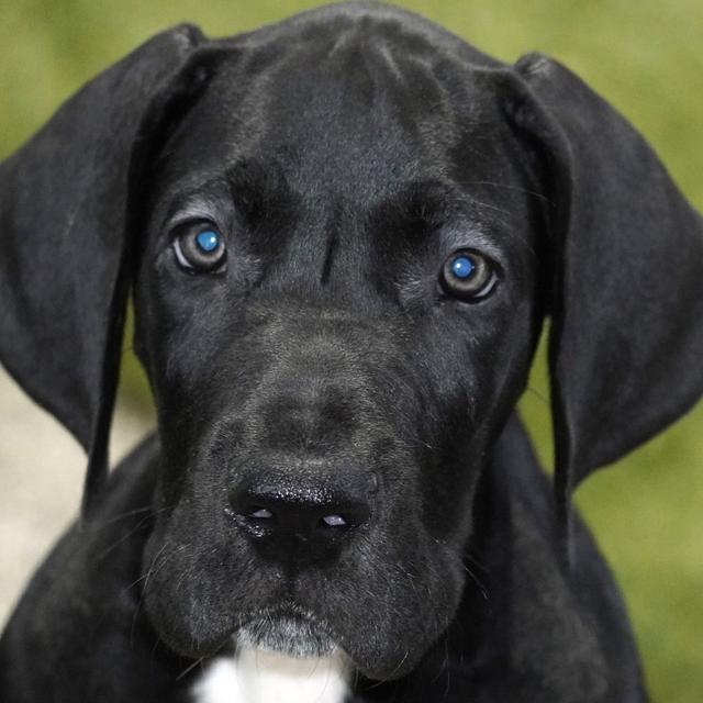 Ruger - Great Dane