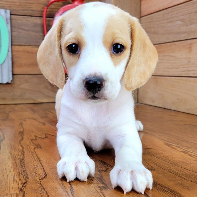 Honey - Beagle