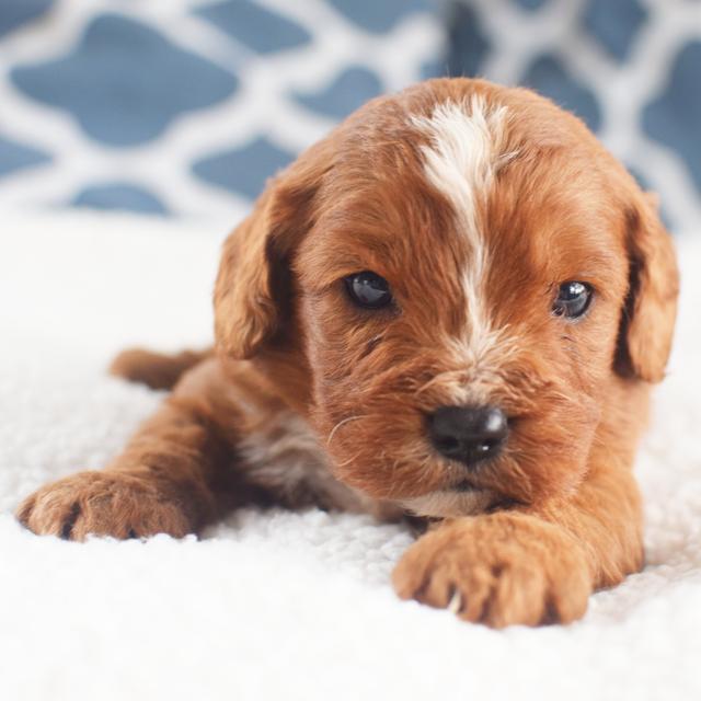 Rusty - Cavapoo