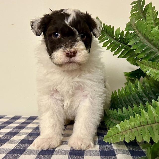 Oliver - Portuguese Water Dog