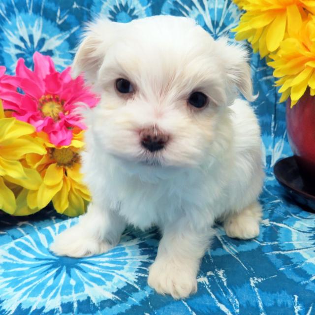 Custer - Maltese