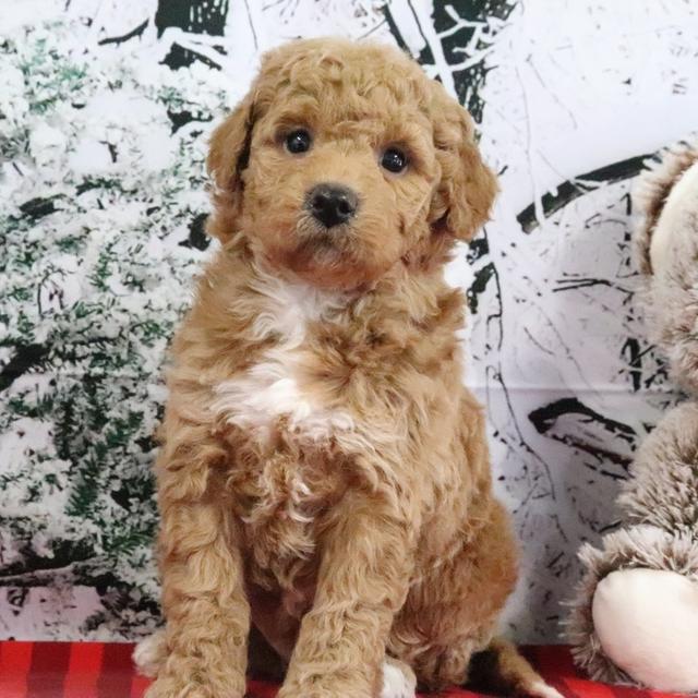 Tulip - Goldendoodle