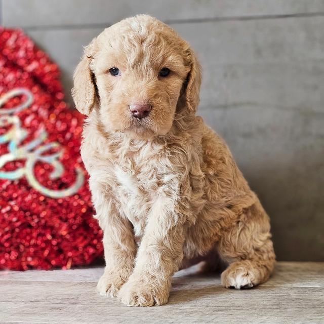 Pissarro - Goldendoodle