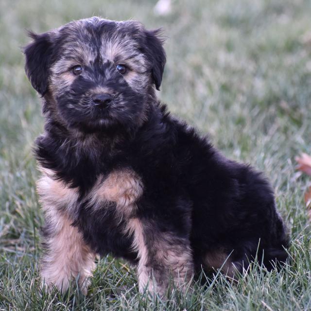 Eddison - Soft Coated Wheaten Terrier