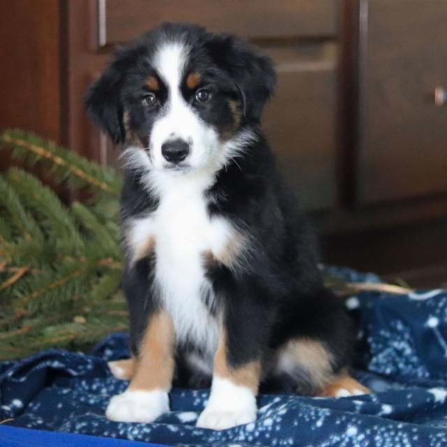 Freddie - Miniature American Shepherd