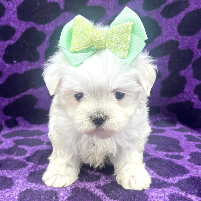 Olivia - Maltese