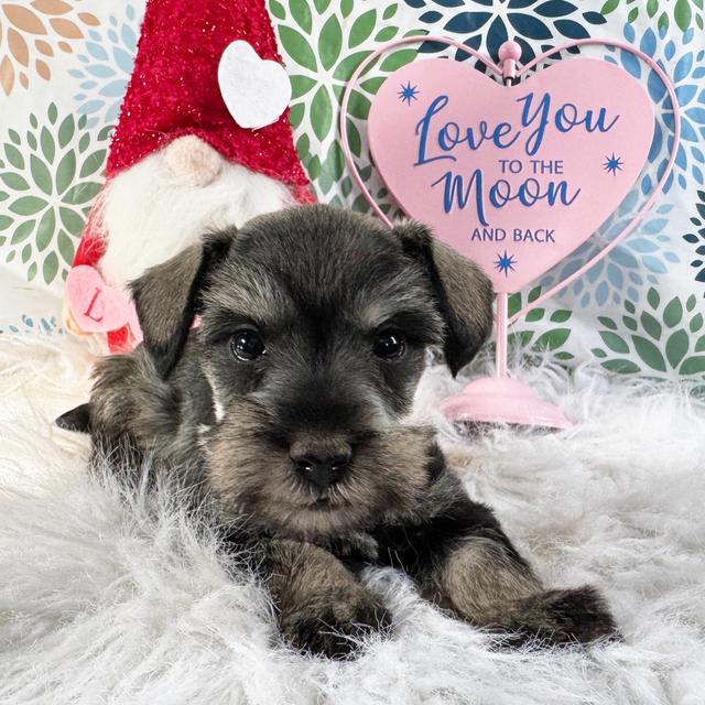 Clover - Miniature Schnauzer