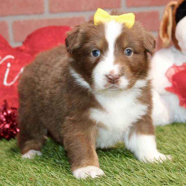 Stella - Australian Shepherd