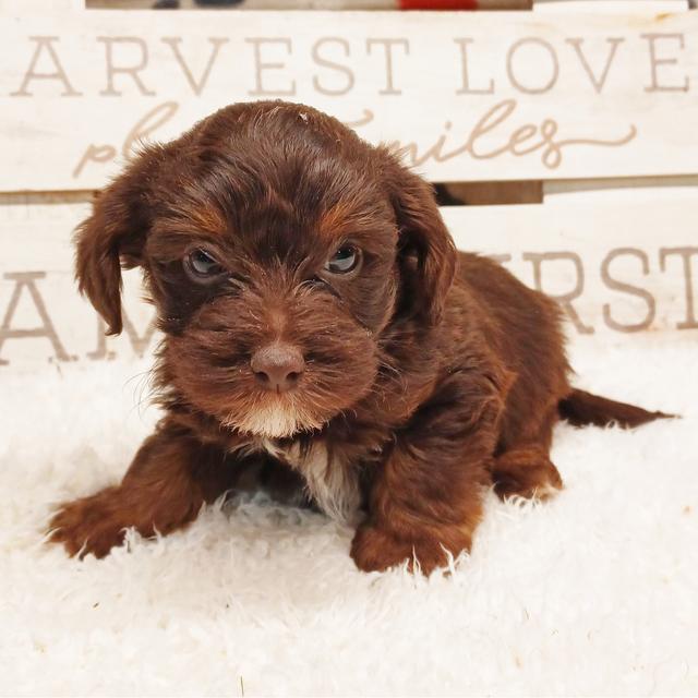 Hershey - Yorkiepoo