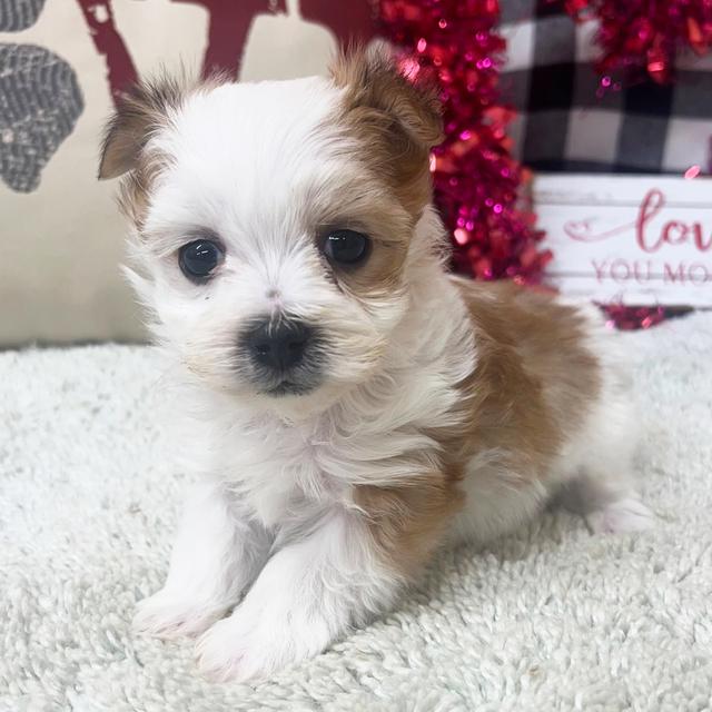 Teddy - Morkie