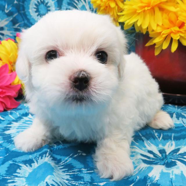 Barney - Coton de Tulear