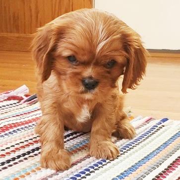 Winnie - Cavalier King Charles Spaniel