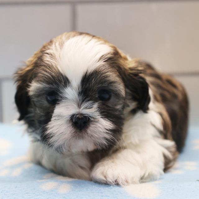 George - Shih Tzu