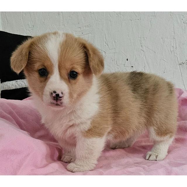 Josie - Pembroke Welsh Corgi