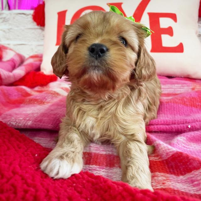 Lily - Cavapoo