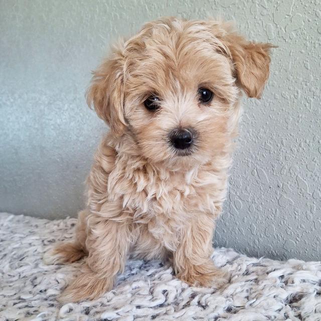 Cocoa - Maltipoo