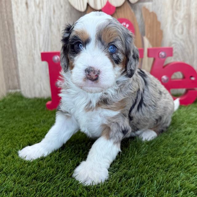 Rosie - Bernedoodle