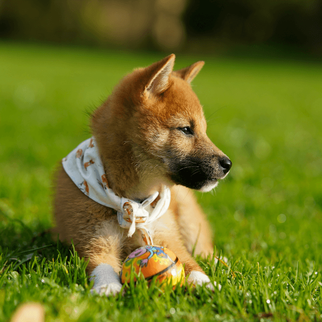 About akita breed - facts and overview