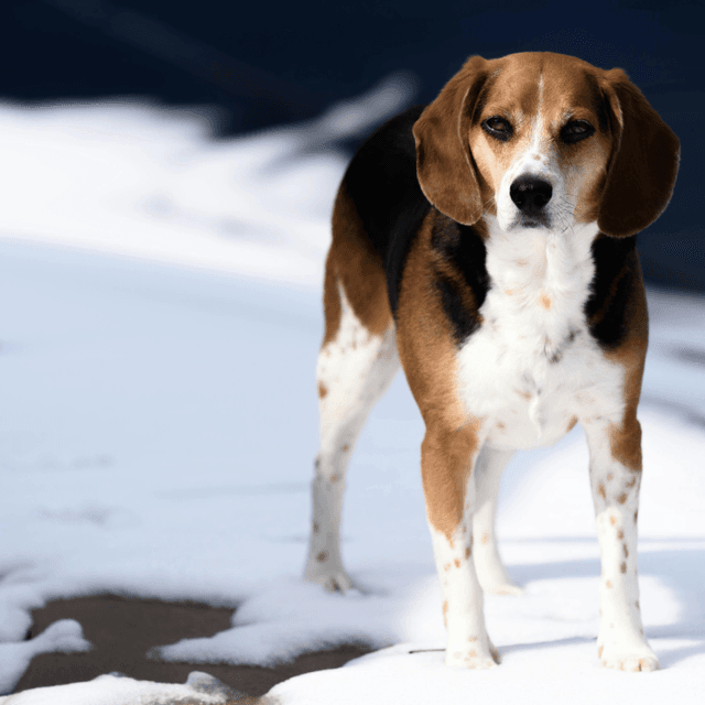 About beagle breed - facts and overview