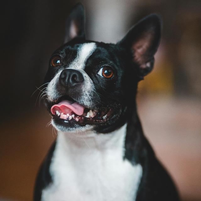 About boston terrier breed - facts and overview