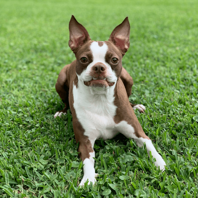 About boston terrier breed - facts and overview