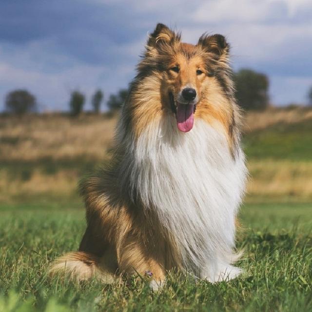 About collie breed - facts and overview