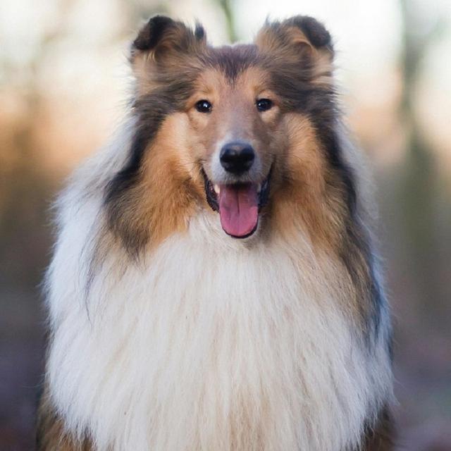 About collie breed - facts and overview