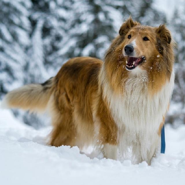 About collie breed - facts and overview