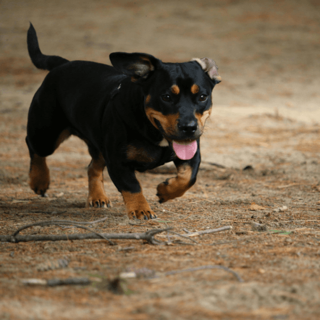 About miniature pinscher breed - facts and overview